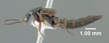 Media type: image;   Entomology 601709 Aspect: habitus lateral view